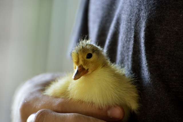 Southern Forests friendly farm animals