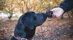 A truffle dog on a truffle hunt in Manjimup