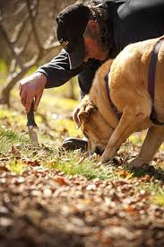 Truffle Hunting in the Southern Forests