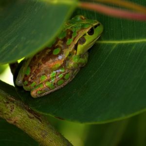 Southern Forests Frogs at a Pemberton Farm Stay