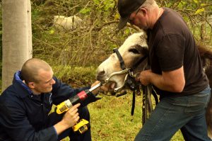 Healthy farm animals