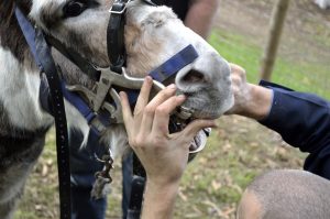 Friendly Farm Animals at Pemberton Farm Stay