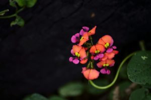 Wildflowers of Pemberton Farm Stay Accommodation