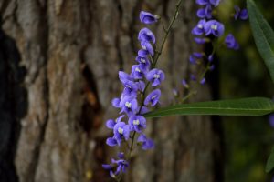 Wildflowers in the Southern Forests