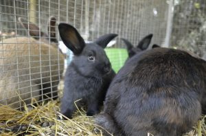 Pemberton Farm Stay Petting Pen