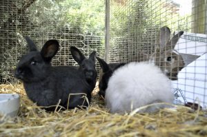 Friendly Farm Animals at Perth Farm Stay